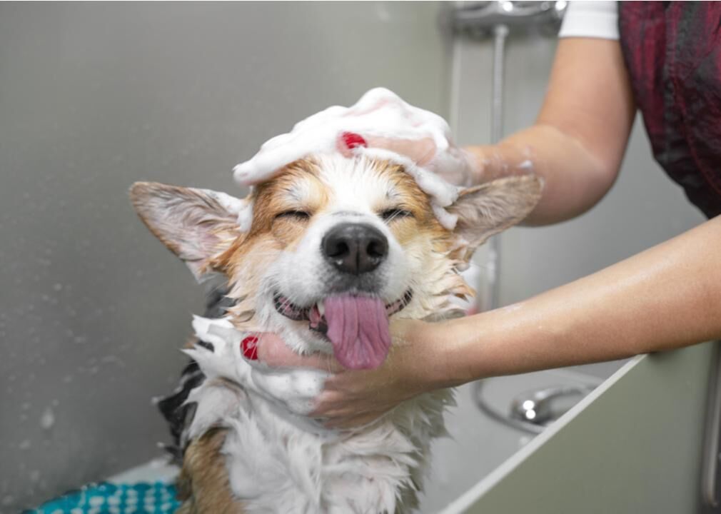 Emotionally bond with your pet